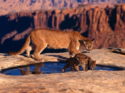 峽谷美洲獅壁紙貓科動物