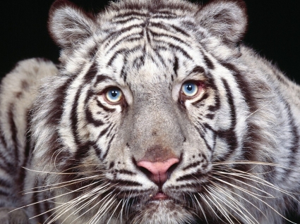Captivating Eyes Wallpaper Tigers Animals