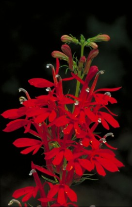 kardynał kwiat piękny