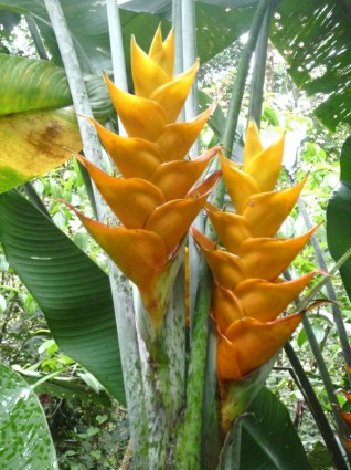 カリブ海のグアドループ (仏領) 黄色の花