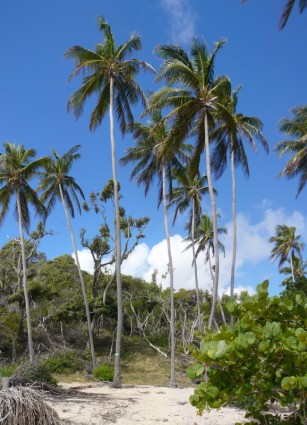 カリブ海のマルティニーク島の自然