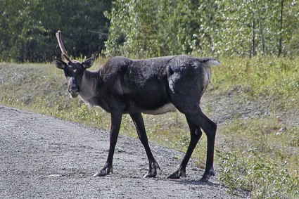 สัตว์ caribou canadien rockies