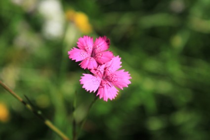 caryophyllaceae oeillets dianthus