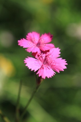 caryophyllaceae clavel dianthus