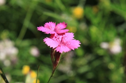caryophyllaceae oeillets dianthus