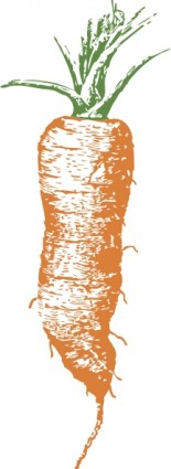 clip art de zanahoria