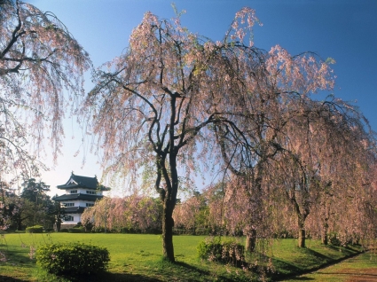 Zamek hirosaki tapeta Japonii świata