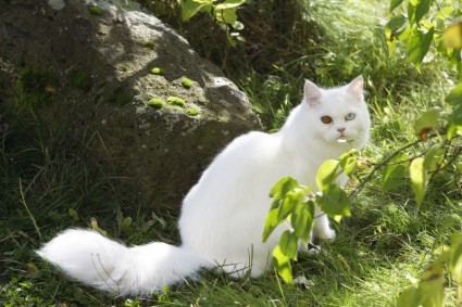 Европейская короткошерстная кошка домашняя кошка