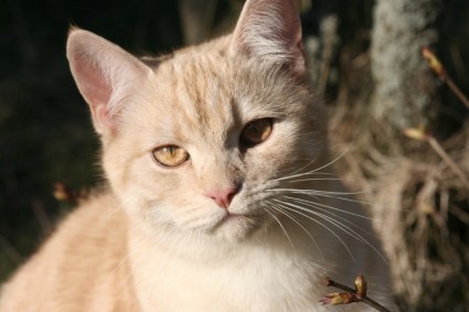 shorthair Europeo de gato gato doméstico