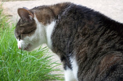 gato comer grama