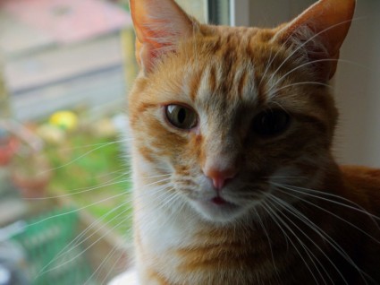 ginger Cat Глядя