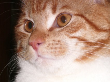 고양이 숙취 레드 톰캣