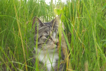 القط في العشب