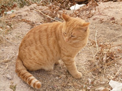 حيوان القط الأحمر