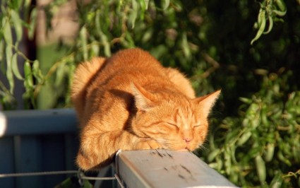 ressaca de gato gato vermelho