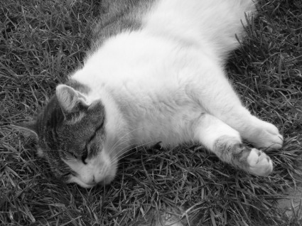 gato relaxa grama