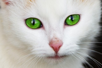 녹색 눈을 가진 고양이