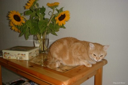kucing dengan bunga matahari