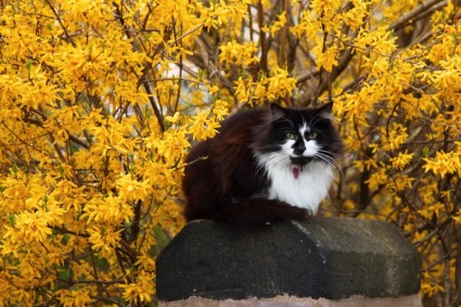 kucing dengan bunga-bunga kuning