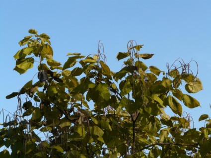 Catalpa vỏ ánh sáng màu xanh lá cây