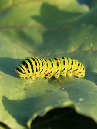 Caterpillar hijau daun