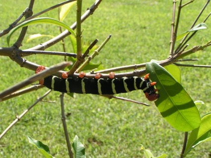 Caterpillar doğa garden