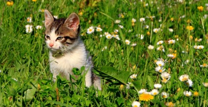 猫の庭の草