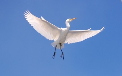 gia súc egret chim bầu trời