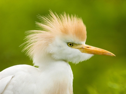 gia súc egret hình nền chim động vật