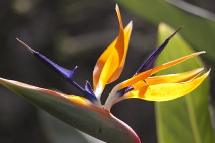 Caudata Strelitzia Paradiesvogel Blume