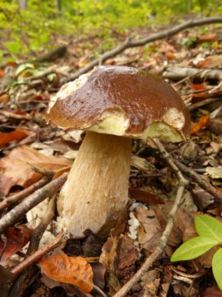 Cep Edible Forest