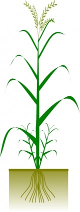 穀類の植物