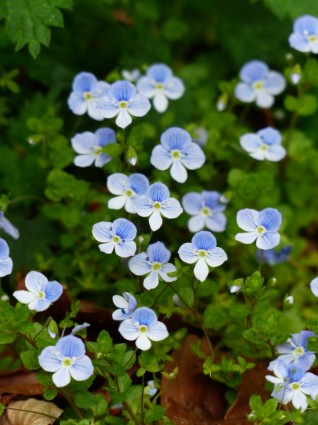 chamaedrys bunga biru