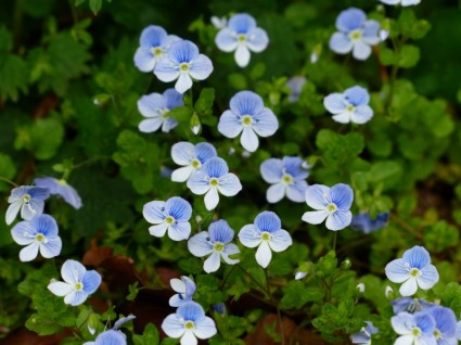 chamaedrys ดอกไม้สีน้ำเงิน