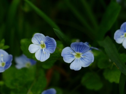chamaedrys fleur bleue