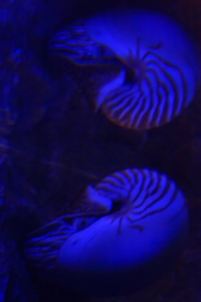 只鸚鵡螺