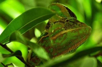 animal reptile caméléon