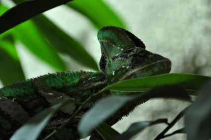 animal reptile caméléon