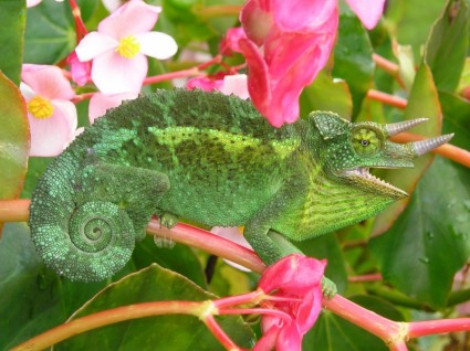 chameleon กิ้งก่าเปลียนสี horned สาม chamaeleo jacksonii