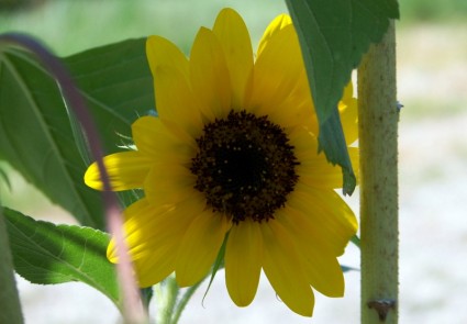 Charming Sunflower