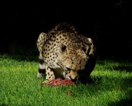 Cheetah Afrika predator