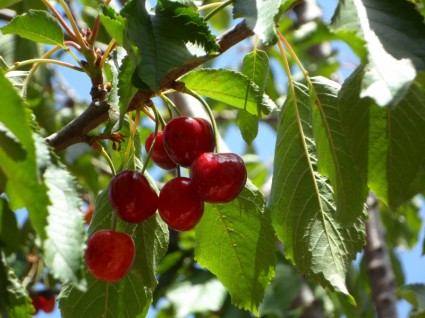 Cherries Ripe Fruits