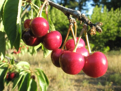 albero di ciliegie rossa