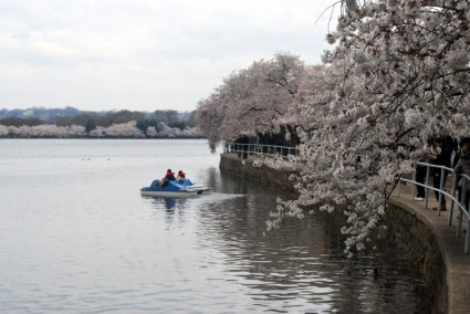 Cherry Blossom Festival