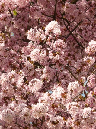 Cherry Blossom Flower Tree
