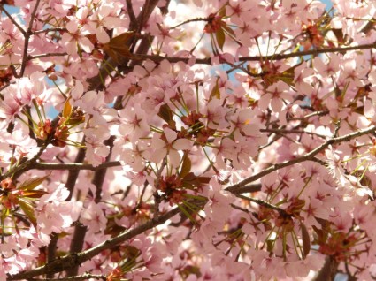 arbre de fleur de cerisier en fleurs