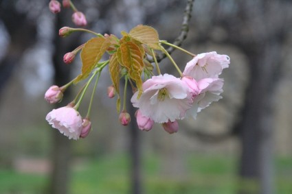 розовые цветы сакуры