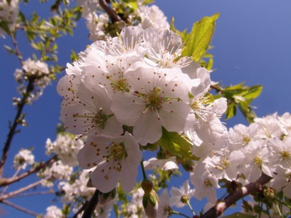 春の桜の花