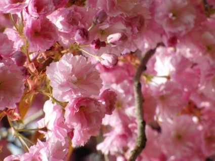 printemps des fleurs de cerisier rouge
