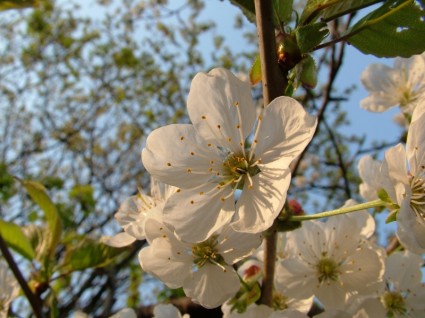 Cherry Blossom Spring Cherry